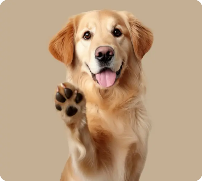 Köpek Eğitimi